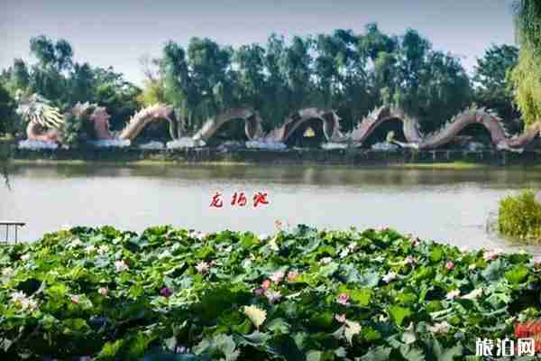 合肥荷花观赏地推荐 合肥荷花园在哪里