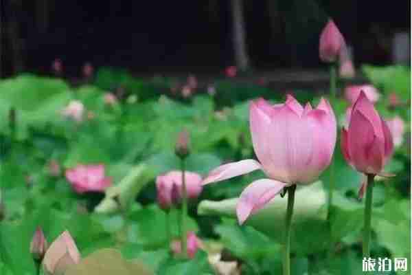合肥荷花观赏地推荐 合肥荷花园在哪里