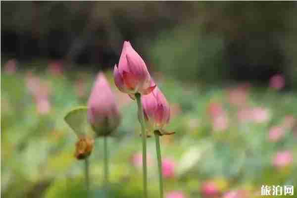 合肥荷花观赏地推荐 合肥荷花园在哪里