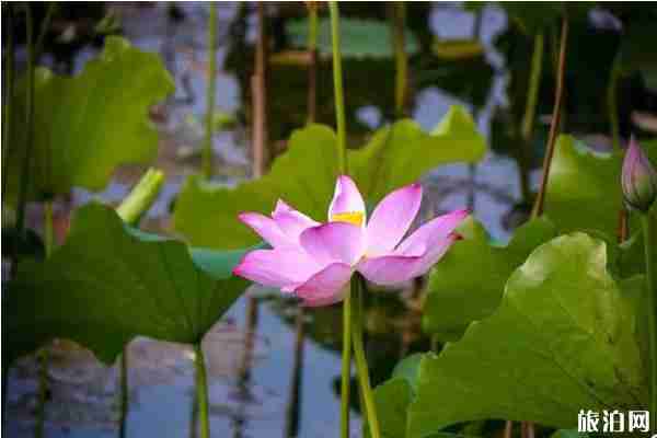 合肥荷花观赏地推荐 合肥荷花园在哪里