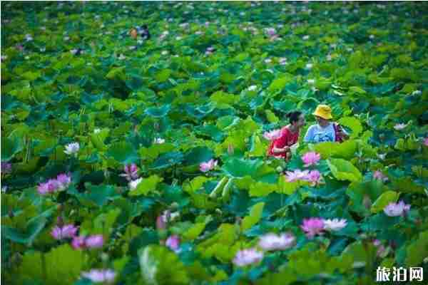 合肥荷花观赏地推荐 合肥荷花园在哪里