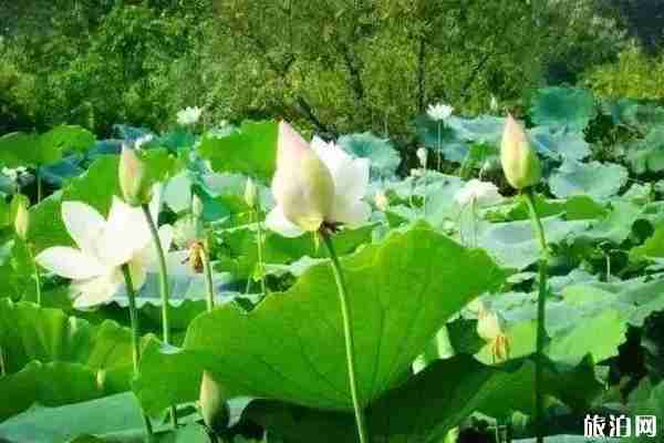 合肥荷花观赏地推荐 合肥荷花园在哪里