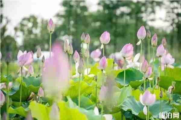 合肥荷花观赏地推荐 合肥荷花园在哪里