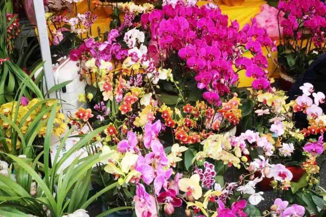 2020广州天河区迎春花市（时间 地点 交通）