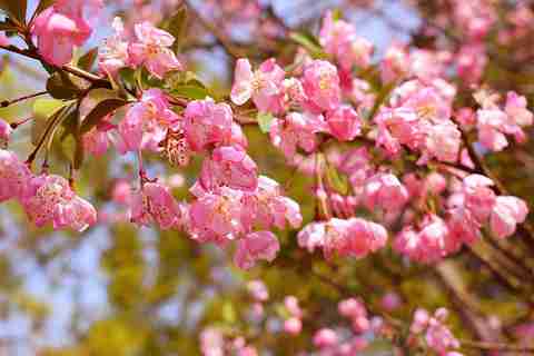 2019平谷桃花节(时间+地点+花期+路线)