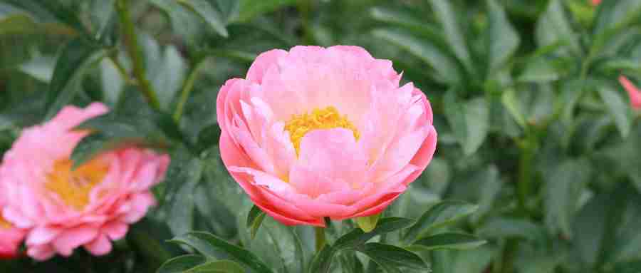 2020金堂花田广兴芍药花节攻略（时间+活动+交通）