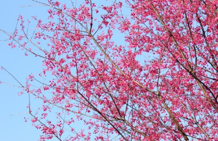 厦门樱花观赏汇总(地点 交通)