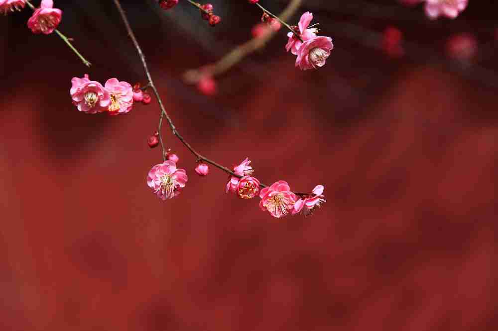 宁波植物园赏花攻略（附活动详情）