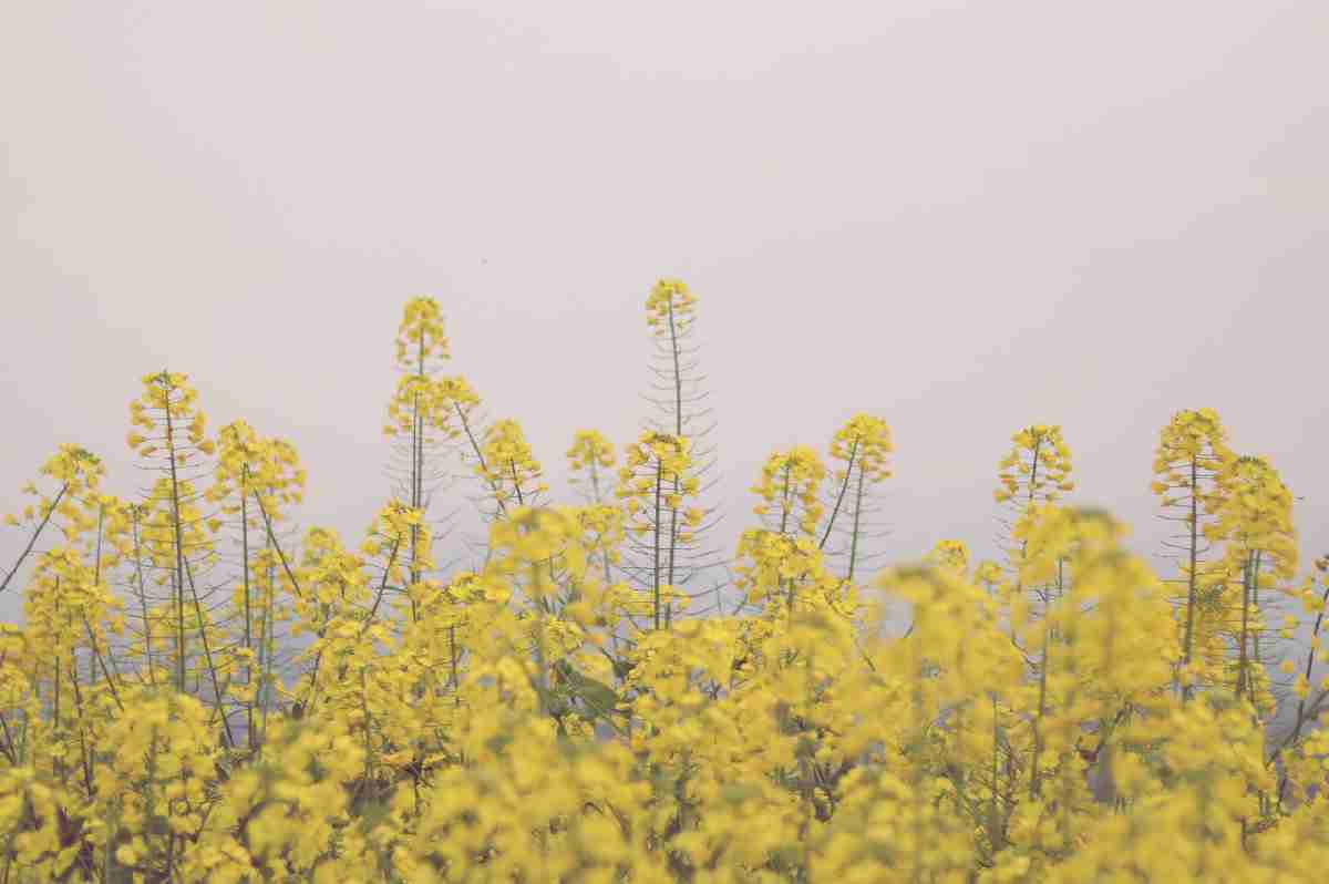 2019年重庆赏花:15个赏花好去处
