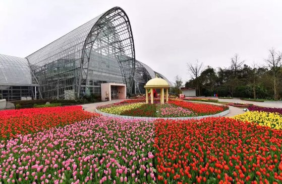 2019年重庆赏花:15个赏花好去处