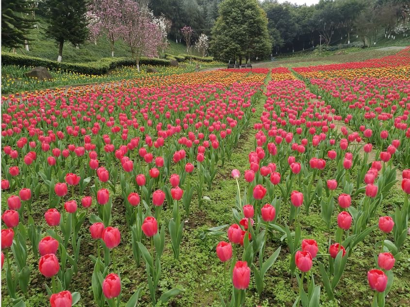2019年重庆赏花:15个赏花好去处
