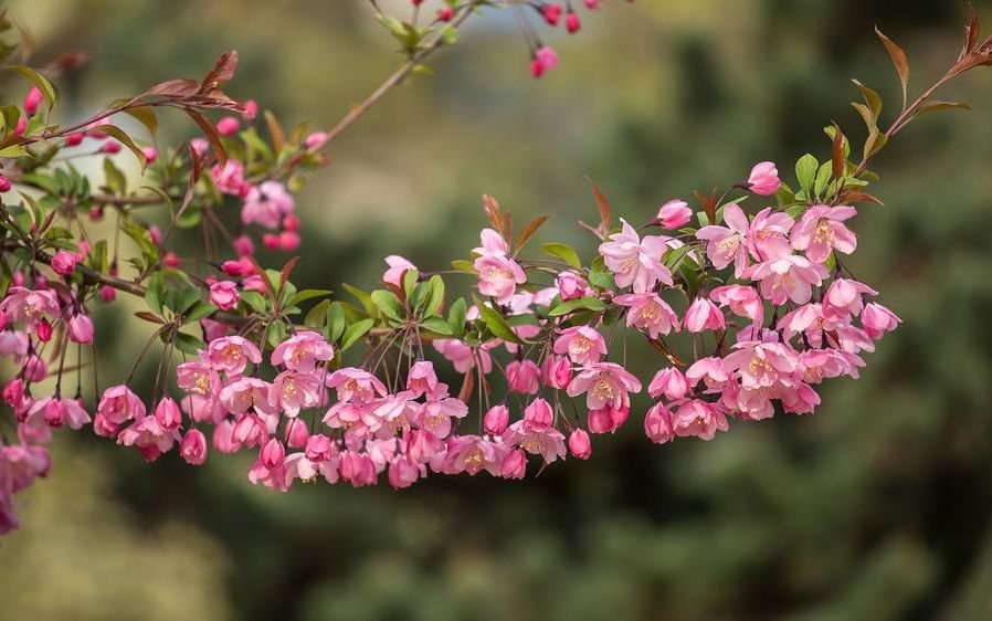 2019年重庆赏花:15个赏花好去处