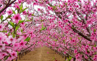 盘点成都周边看桃花好去处（图）