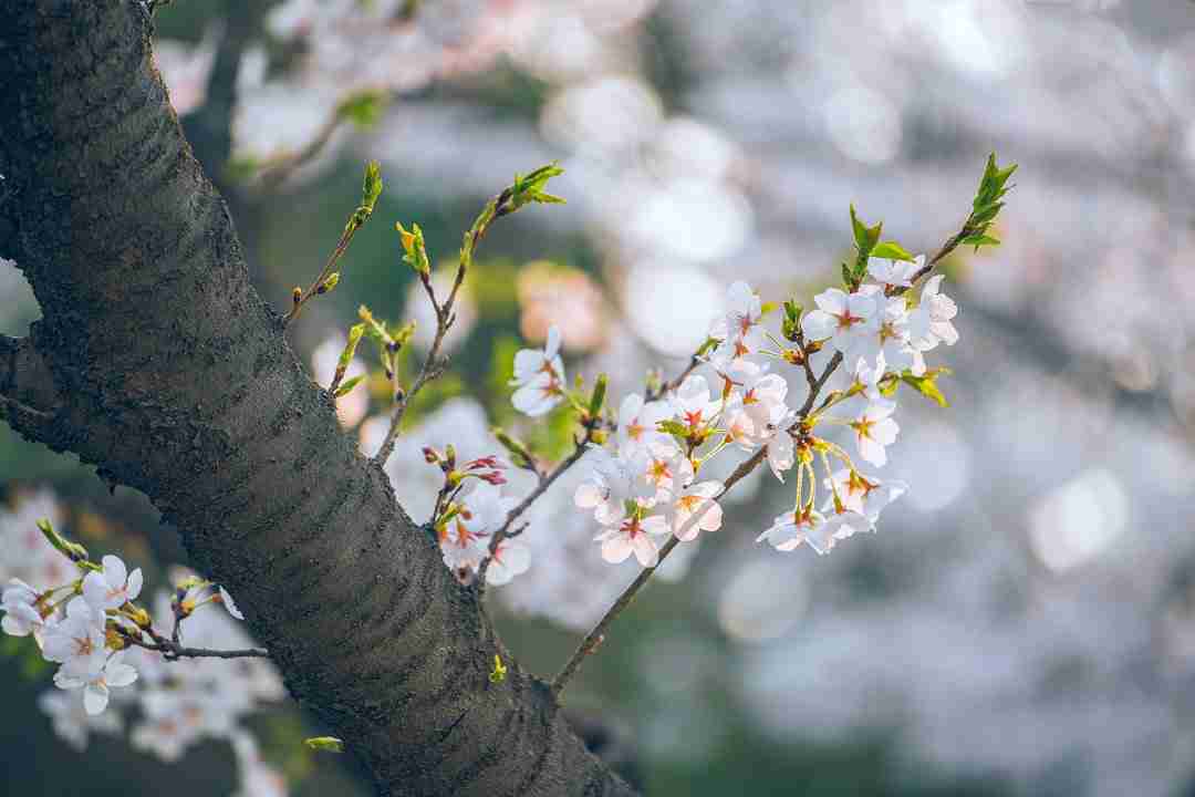 201920成都看樱花最美的地方推荐（图）