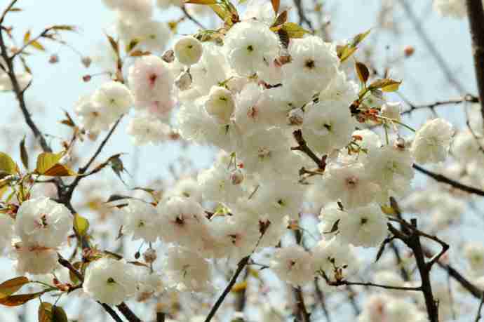 2018成都看樱花最美的地方推荐（图）