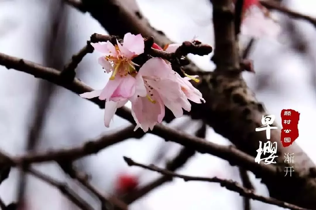 上海15个赏樱好去处 最全赏樱地图攻略