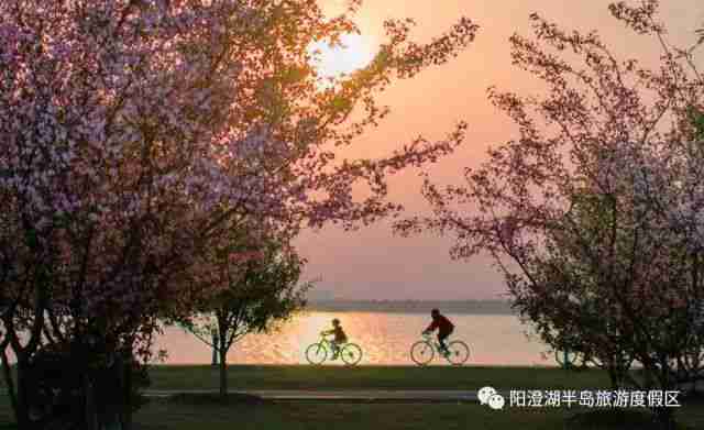 苏州十大最佳赏樱花圣地 一起去这些地方淋场樱花雨吧