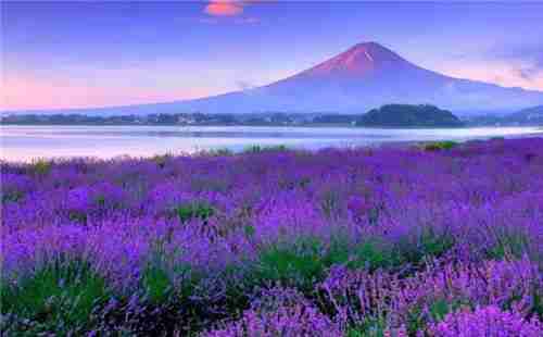 富士山薰衣草