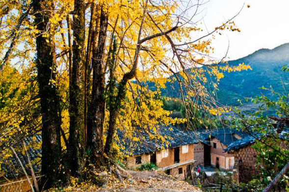 深圳银杏叶观赏地点 秋天深圳哪里风景好 深圳银杏叶观赏地点 秋天深圳哪里风景好