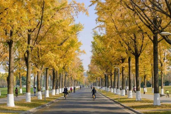 河北经贸大学银杏节2020时间 河北经贸大学银杏节2020时间