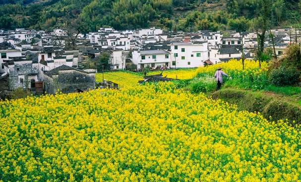 婺源油菜花几月份去最好-游玩攻略 婺源油菜花几月份去最好-游玩攻略