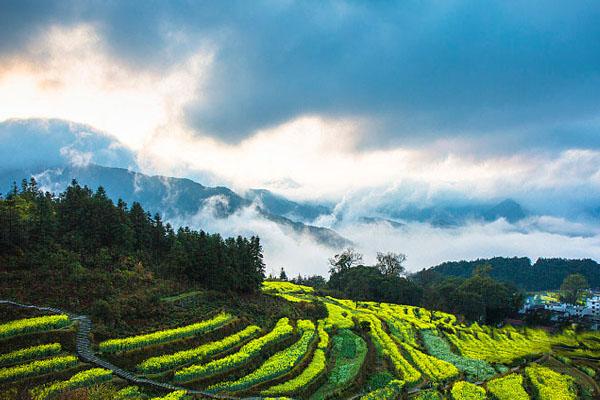 婺源油菜花几月份开花2021 最佳观赏时间