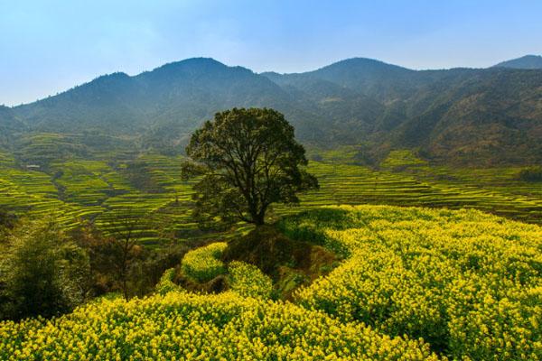 婺源油菜花几月份开花2021 最佳观赏时间