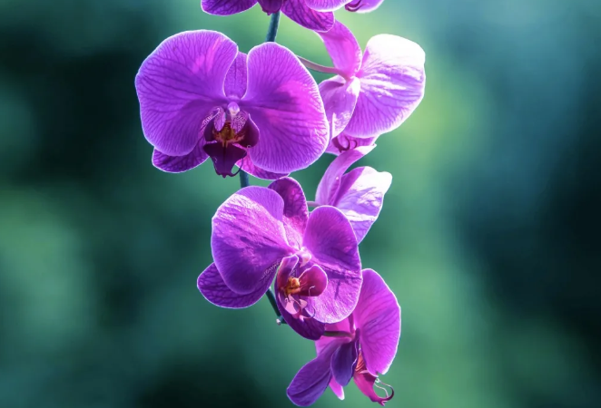 广州花展时间表2021年2月 广州花展时间表2021年2月