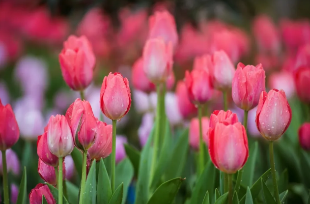广州花展时间表2021年2月 广州花展时间表2021年2月