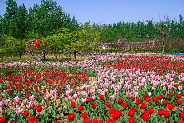 广州花展时间表2021年2月 广州花展时间表2021年2月