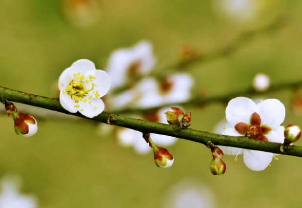 长沙摘草莓哪里最好 长沙梅花什么时候开花 长沙摘草莓哪里最好 长沙梅花什么时候开花