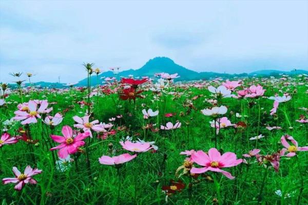2021东莞赏花好去处 东莞看花去哪里看