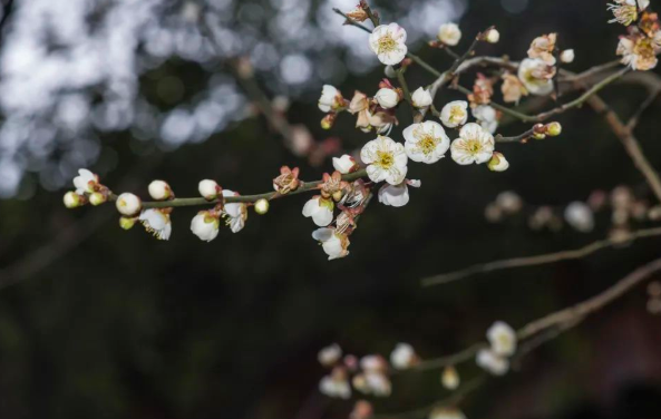 2021杭州超山梅花开花时间-门票价格 2021杭州超山梅花开花时间-门票价格
