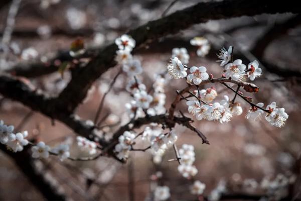 2021杭州超山梅花开花时间-门票价格 2021杭州超山梅花开花时间-门票价格