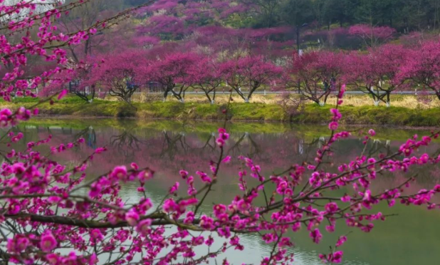 2021杭州超山梅花开花时间-门票价格 2021杭州超山梅花开花时间-门票价格