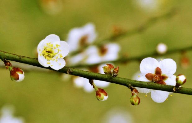 温州哪里有梅花 温州赏梅花的地方 温州哪里有梅花 温州赏梅花的地方