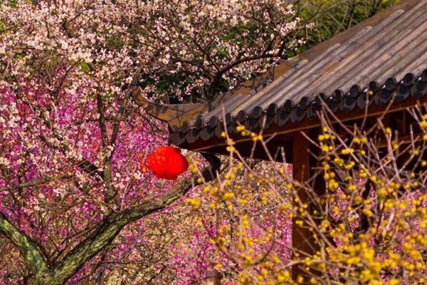 2021无锡梅园梅花节有哪些活动