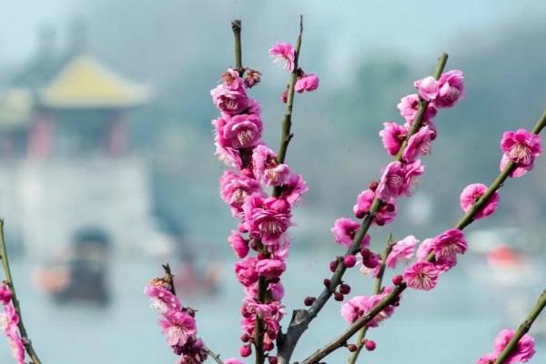 长沙赏梅地在哪里 长沙赏梅地点推荐