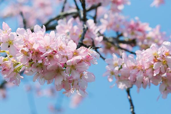 2021东莞赏樱花的地方 有哪些