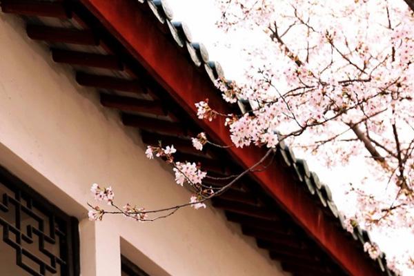 2021东莞赏樱花的地方 有哪些