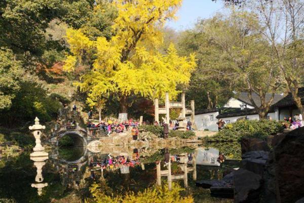 2020昆山银杏景点有哪些 昆山银杏树多的地方