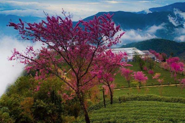 2020无量山樱花谷最美时间 无量山樱花谷什么时候去最合适