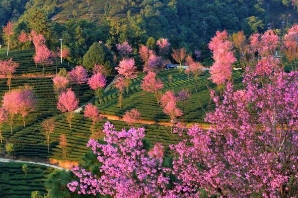 2020无量山樱花谷最美时间 无量山樱花谷什么时候去最合适
