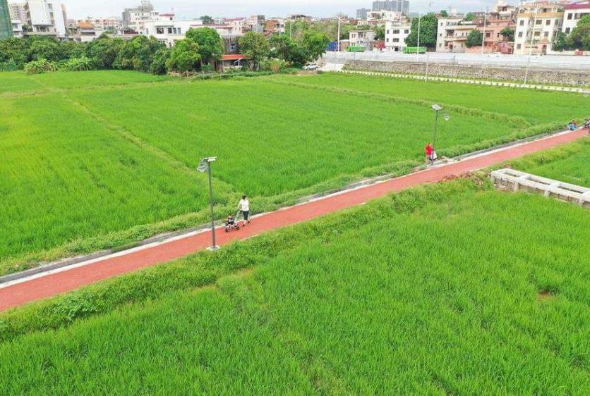 茶山上元稻田公园好玩吗 好停车吗 茶山上元稻田公园好玩吗 好停车吗