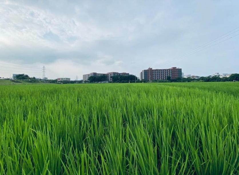 茶山上元稻田公园好玩吗 好停车吗 茶山上元稻田公园好玩吗 好停车吗