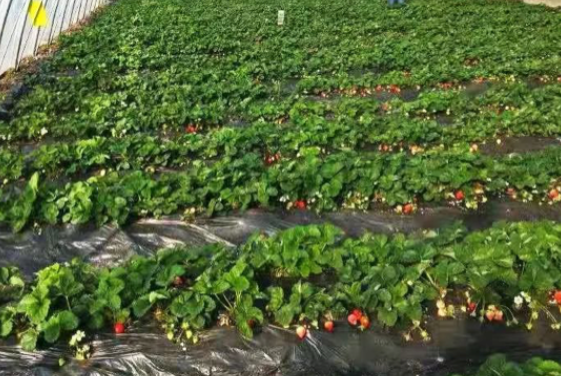 沈阳草莓采摘园哪里好-多少钱 沈阳草莓什么时候成熟 沈阳草莓采摘园哪里好-多少钱 沈阳草莓什么时候成熟