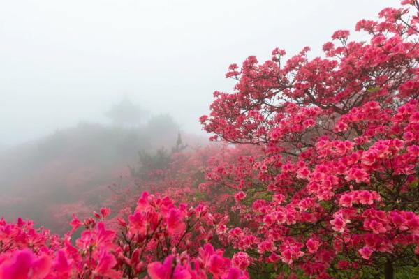 温州杜鹃花什么时候开花 2021温州杜鹃花哪里最出名 温州杜鹃花什么时候开花 2021温州杜鹃花哪里最出名