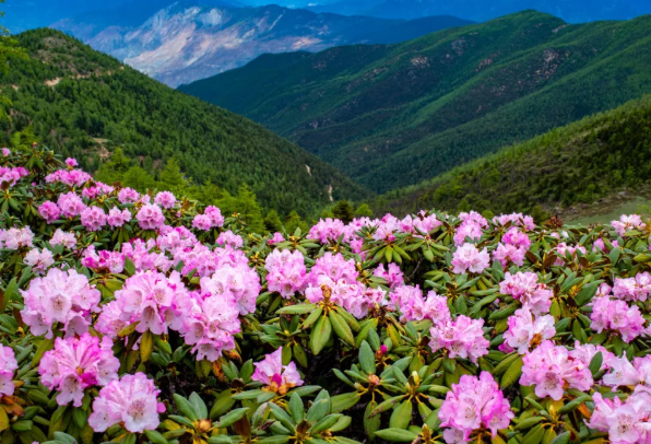 温州杜鹃花什么时候开花 2021温州杜鹃花哪里最出名 温州杜鹃花什么时候开花 2021温州杜鹃花哪里最出名