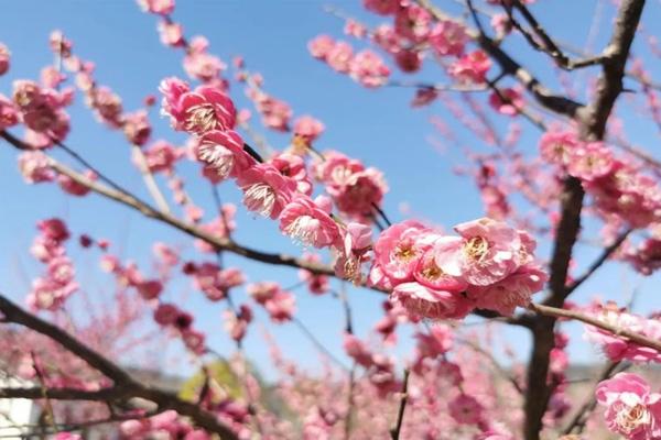 2021黄山春季赏花地点推荐 2021黄山春季赏花地点推荐