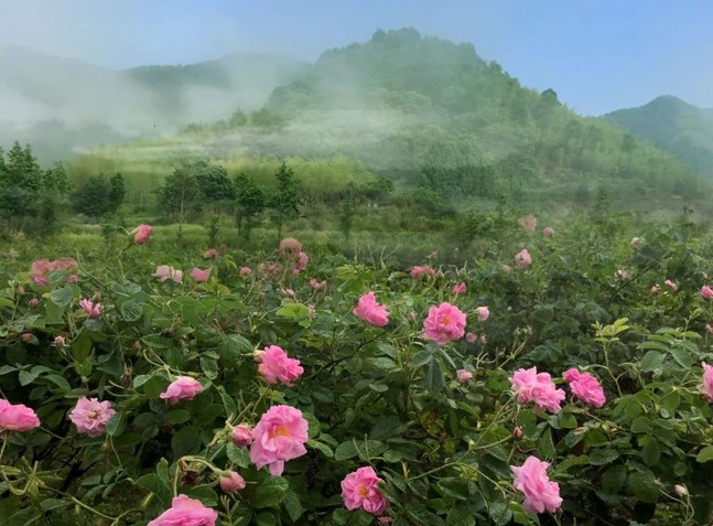 2021黄山春季赏花地点推荐 2021黄山春季赏花地点推荐